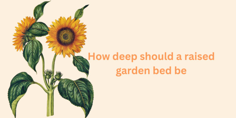 Complete garden bed  Guide in 2026