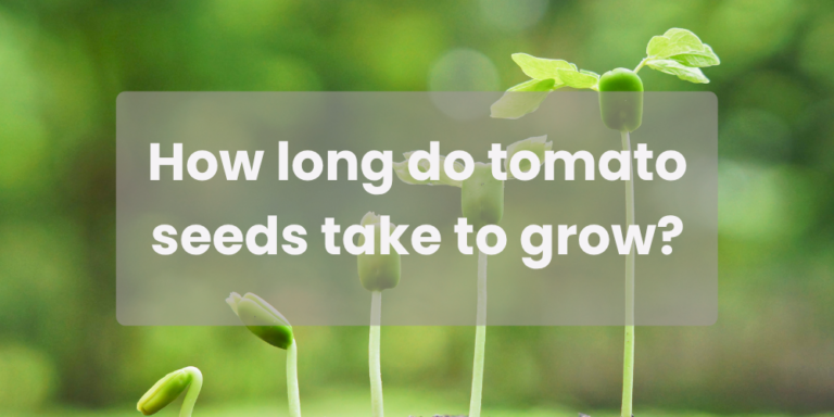 How long do tomato seeds take to grow?