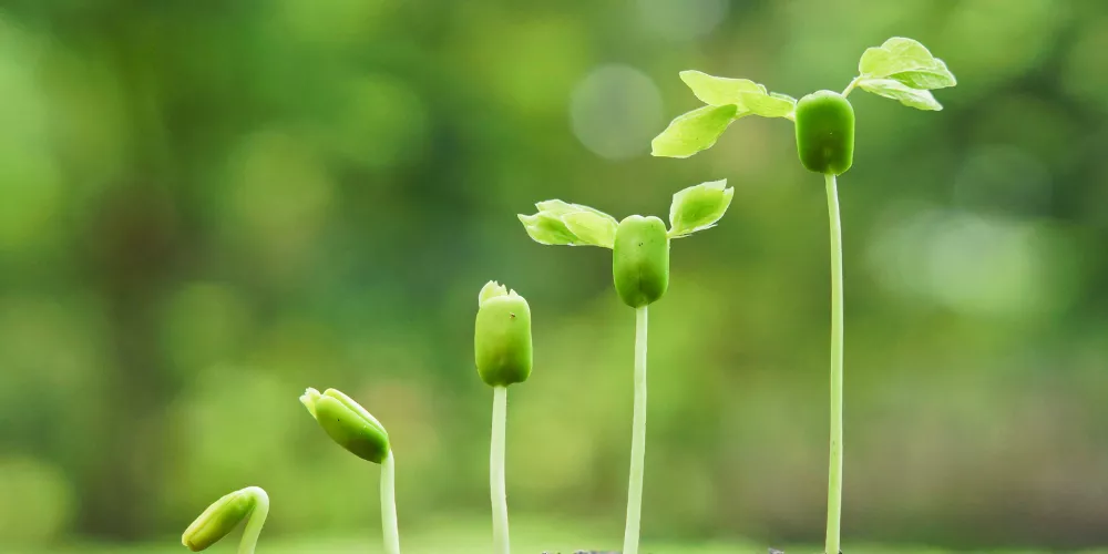 Simple Troubleshooting Tactics: Fixing Sluggish Seed Sprouting