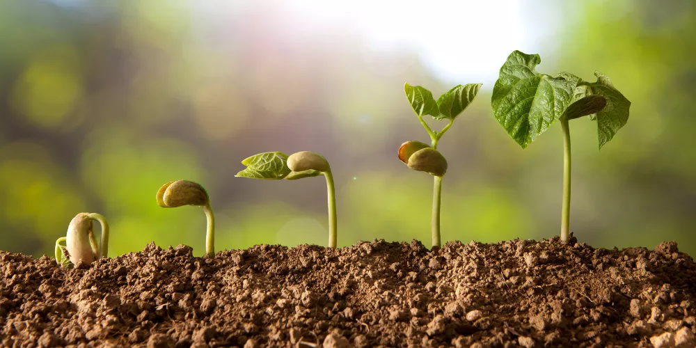 tomato seeds take to grow
