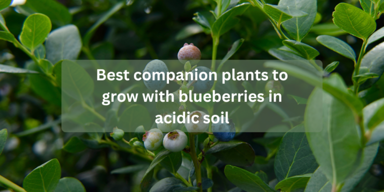 Best companion plants to grow with blueberries in acidic soil
