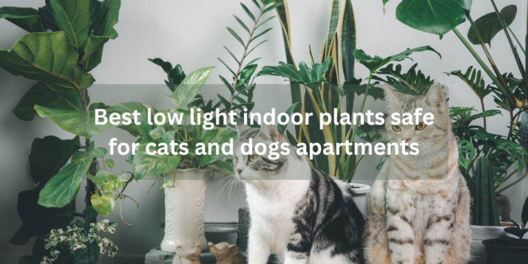 Best low light indoor plants safe for cats and dogs apartments