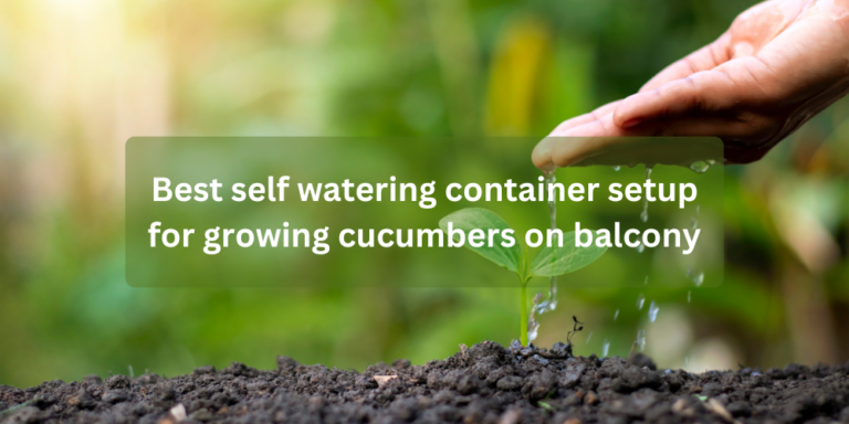 Best self watering container setup for growing cucumbers on balcony