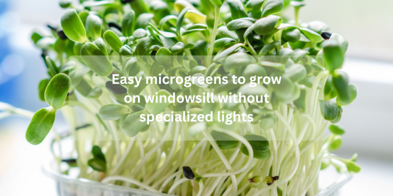 Easy microgreens to grow on windowsill without specialized lights
