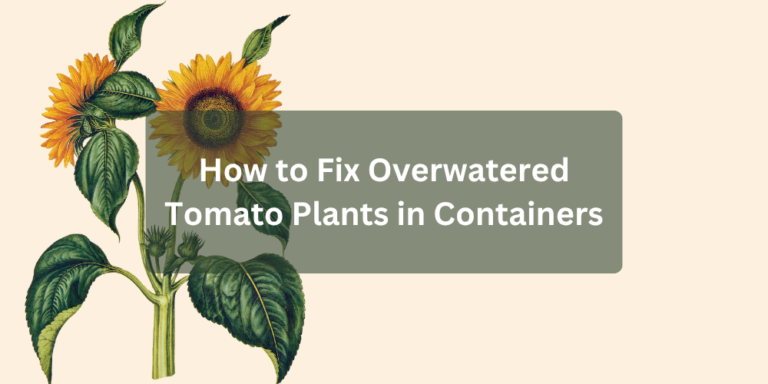 How to Fix Overwatered Tomato Plants in Containers