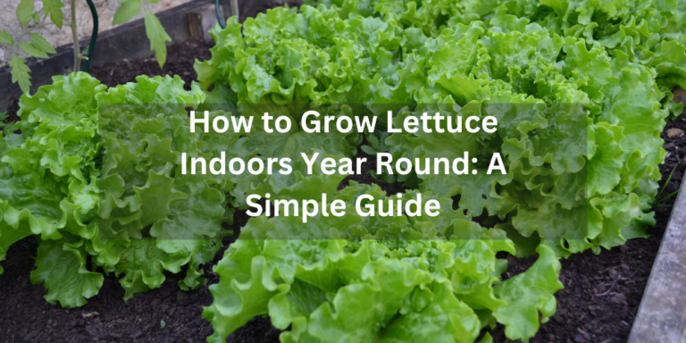 How to Grow Lettuce Indoors Year Round: A Simple Guide