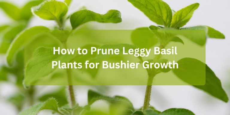 Leggy Basil Plants