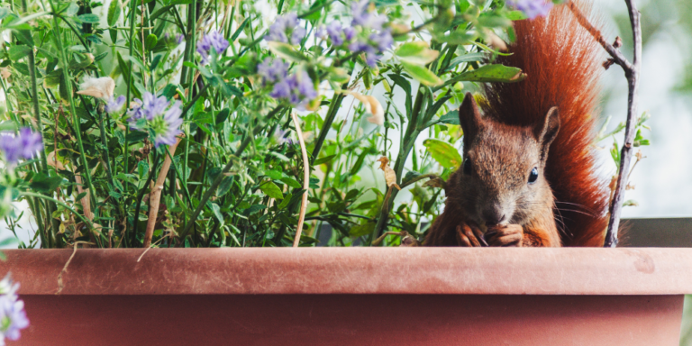 How to stop squirrels from digging up potted plants on porch