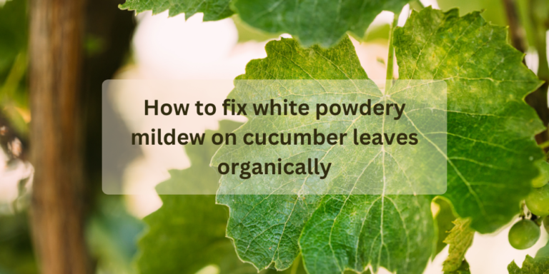How to fix white powdery mildew on cucumber leaves organically