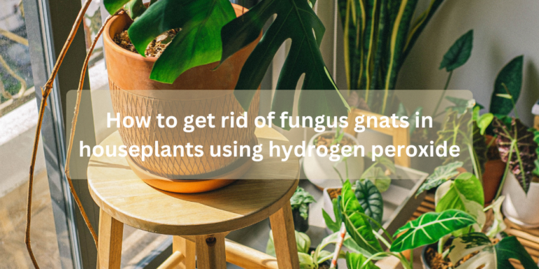 How to get rid of fungus gnats in houseplants using hydrogen peroxide
