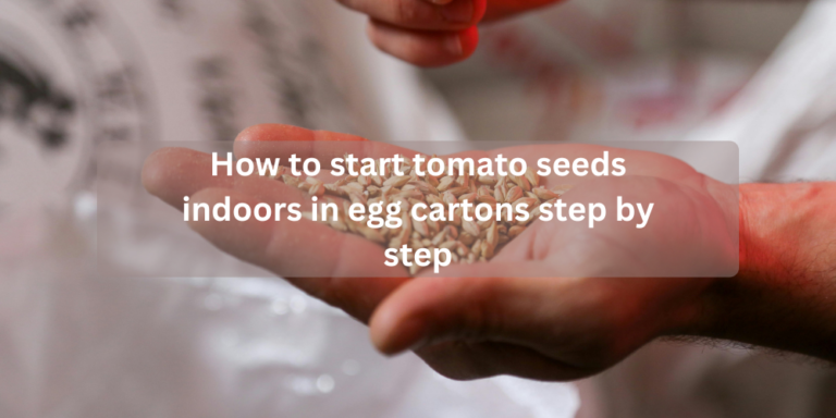How to start tomato seeds indoors in egg cartons step by step
