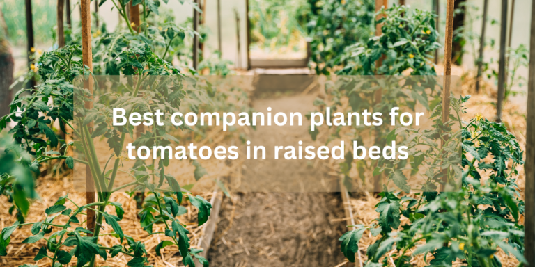 Best companion plants for tomatoes in raised beds