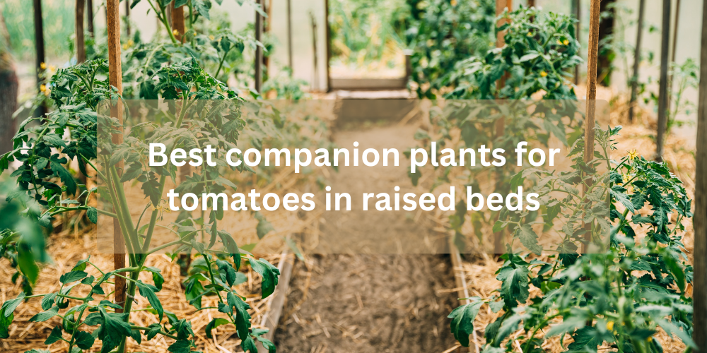 Best companion plants for tomatoes in raised beds