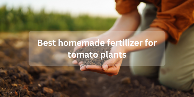Best homemade fertilizer for tomato plants