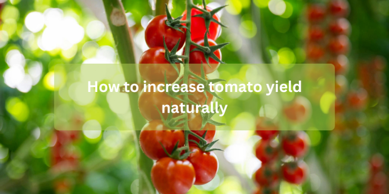 How to increase tomato yield naturally