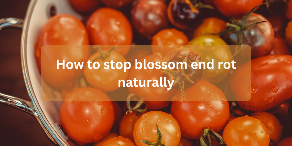 How to stop blossom end rot naturally